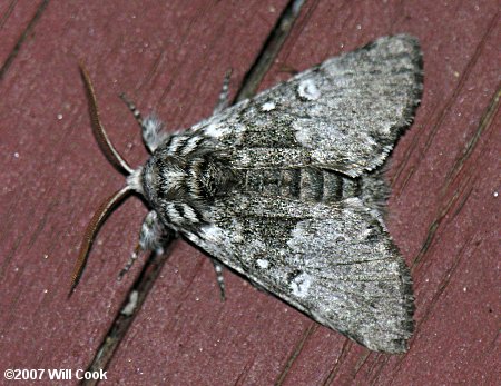 Colocasia propinquilinea - Closebanded Yellowhorn Moth