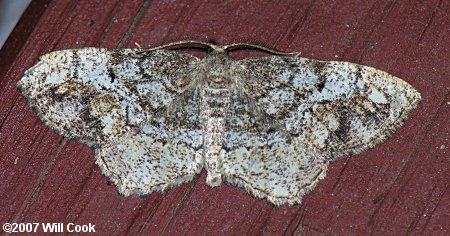 Hypagyrtis unipunctata - One-spotted Variant