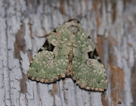 Leuconycta diphteroides - Green Leuconycta
