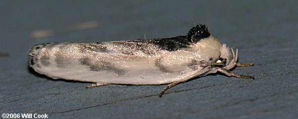 Antaeotricha leucillana - Pale Gray Bird-dropping Moth