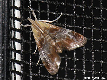 Dicymolomia julianalis - Julia's Dicymolomia Moth