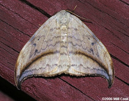 Drepana arcuata - Arched Hooktip Moth