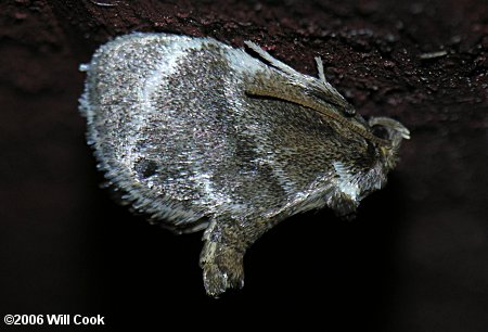 Packardia elegans - Elegant Tailed Slug Moth