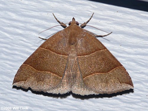 Parallelia bistriaris - Maple Looper Moth