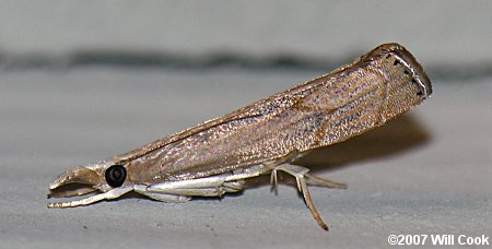 Parapediasia teterrella - Bluegrass Webworm Moth