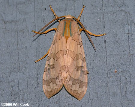 Banded Tussock Moth (Halysidota tessellaris)