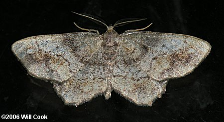 Hypagyrtis unipunctata - One-spotted Variant