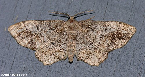 Hypagyrtis unipunctata - One-spotted Variant