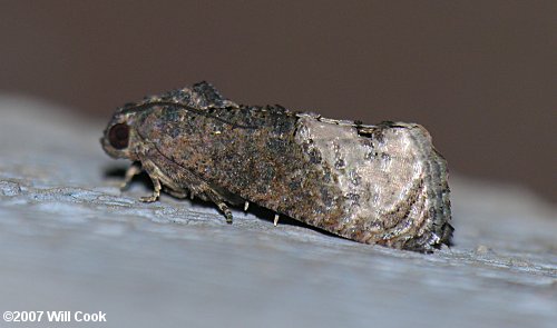 Ecdytolopha insiticiana - Locust Twig Borer Moth