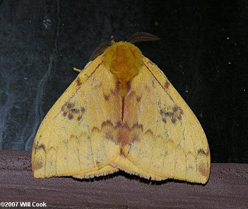 Automeris io - Io Moth