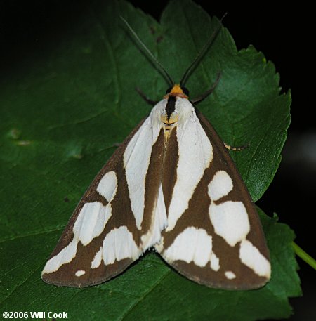 Haploa reversa - Reversed Haploa Moth