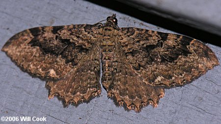 Triphosa haesitata - Tissue Moth