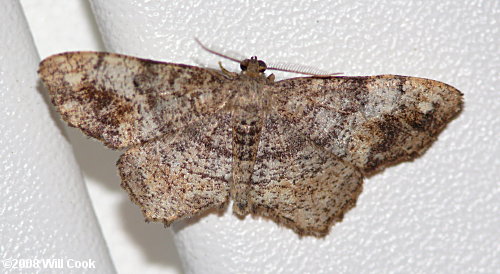 Hypagyrtis unipunctata - One-spotted Variant