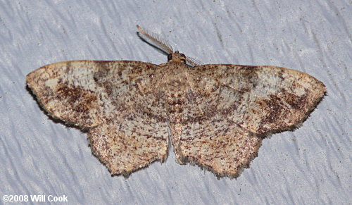 Hypagyrtis unipunctata - One-spotted Variant