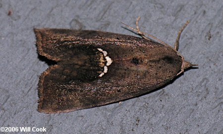 Hypsoropha hormos - Small Necklace Moth