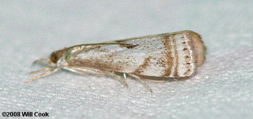 Microcrambus elegans - Elegant Grass-veneer