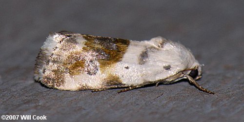Ponometia candefacta - Olive-shaded Bird-dropping Moth