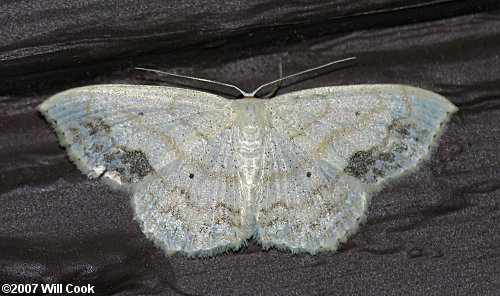 Scopula limboundata - Large Lace-border