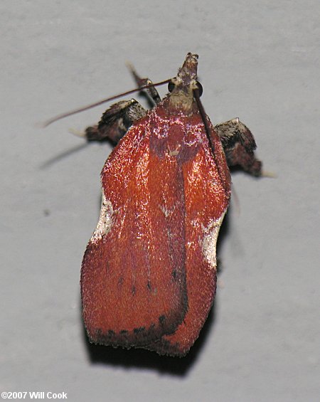 Galasa nigrinodis - Boxwood Leaftier