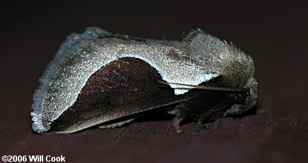 Prolimacodes badia - Skiff Moth