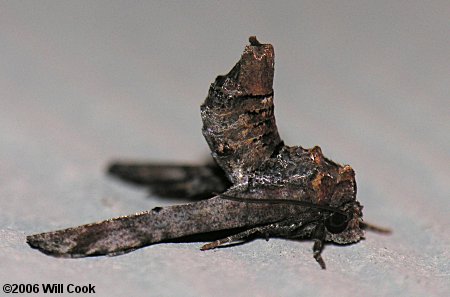 Marathyssa inficita - Dark Marathyssa