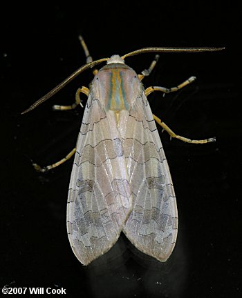 Banded Tussock Moth (Halysidota tessellaris)