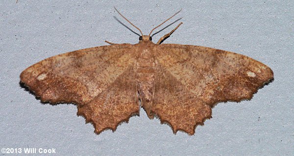 Hypagyrtis unipunctata - One-spotted Variant