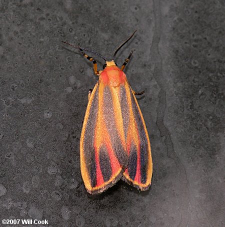 Hypoprepia fucosa - Painted Lichen Moth