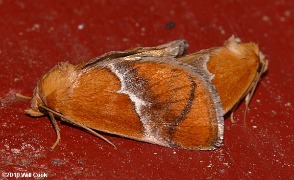 Lithacodes fasciola - Yellow-shouldered Slug Moth
