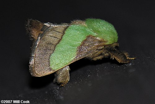 Parasa chloris - Smaller Parasa