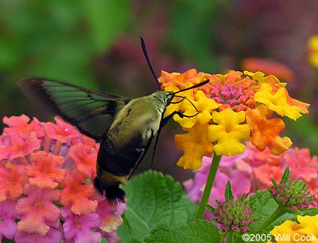 Hemaris diffinis (Snowberry Clearwing)