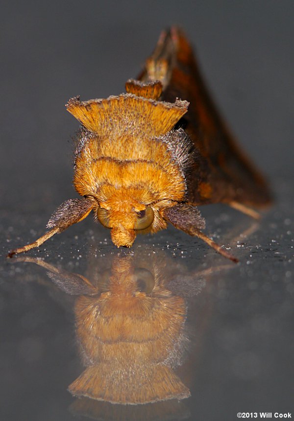 Allagrapha aerea - Unspotted Looper Moth
