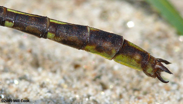 Ashy Clubtail (Gomphus lividus)