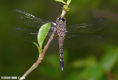 Blue Dasher (Pachydiplax longipennis)