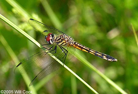 Blue Dasher (Pachydiplax longipennis)