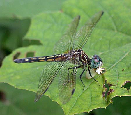 Blue Dasher (Pachydiplax longipennis)