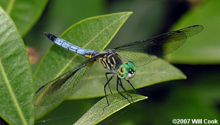 Blue Dasher (Pachydiplax longipennis)