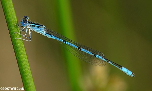 Double-striped Bluet (Enallagma basidens)