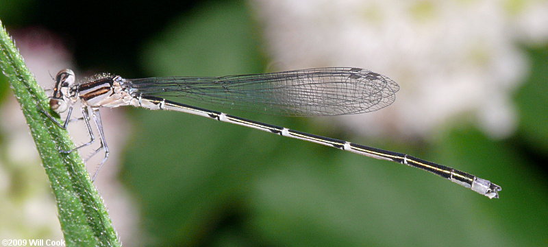 Eastern Forktail (Ischnura verticalis)