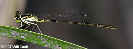 Fragile Forktail (Ischnura posita)
