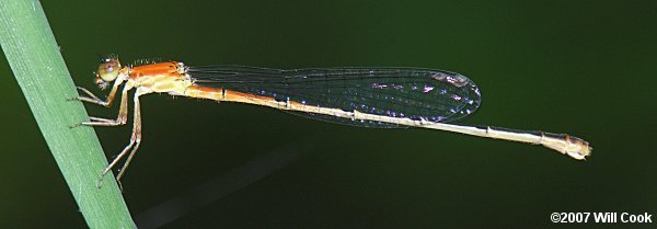 Furtive Forktail (Ischnura prognata)