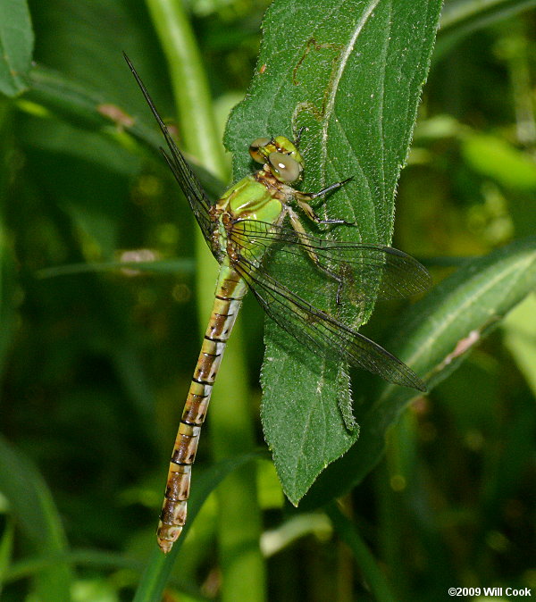 Rusty Snaketail (Ophiogomphus rupinsulensis)