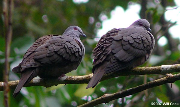 Dusky Pigeon (Patagioenas goodsoni)