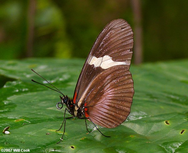 Heliconius clysonymus (Clysonymus Longwing)