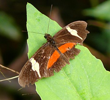 Heliconius clysonymus (Clysonymus Longwing)