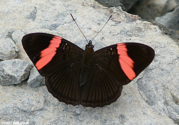 Adelpha lycorias (Pink-banded Sister)