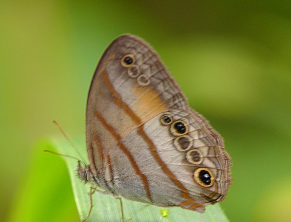 Cissia pseudoconfusa (Gold-stained Satyr)