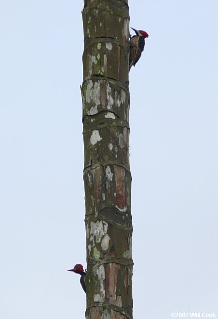 Guayaquil Woodpecker (Campephilus gayaquilensis)