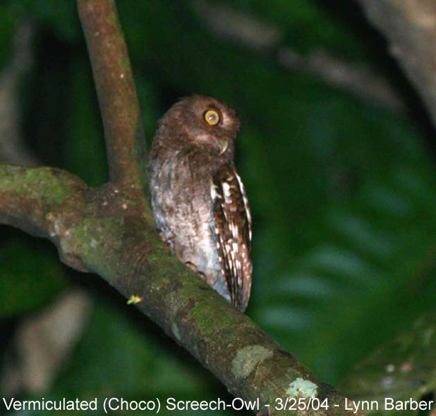 Vermiculated (Choco) Screech-Owl (Megascops guatemalae/chocoensis)