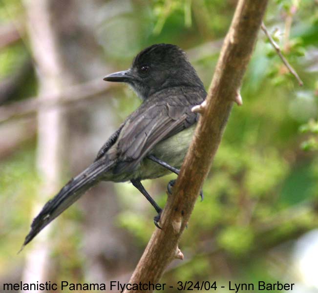 Panama National Bird